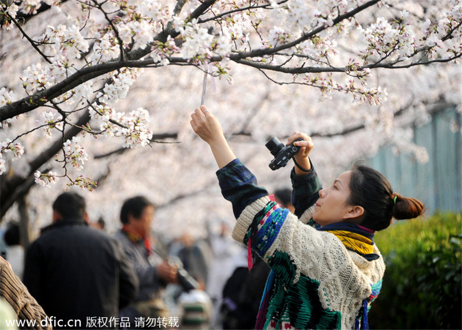 Cherry blossom in full bloom at Tongji University
