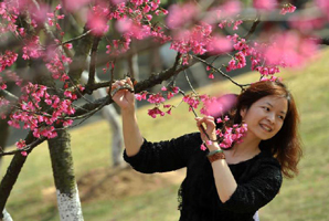 Cherry blossom in full bloom at Tongji University