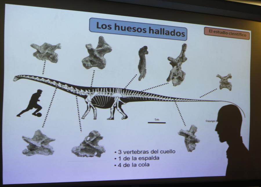 'Biggest dinosaur ever' discovered