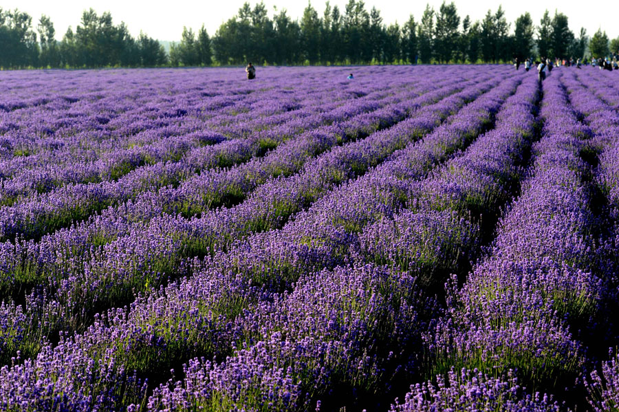 Lavender blooms in Xinjiang