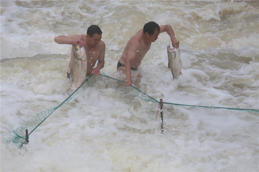 Fish going free as E China floodgates open