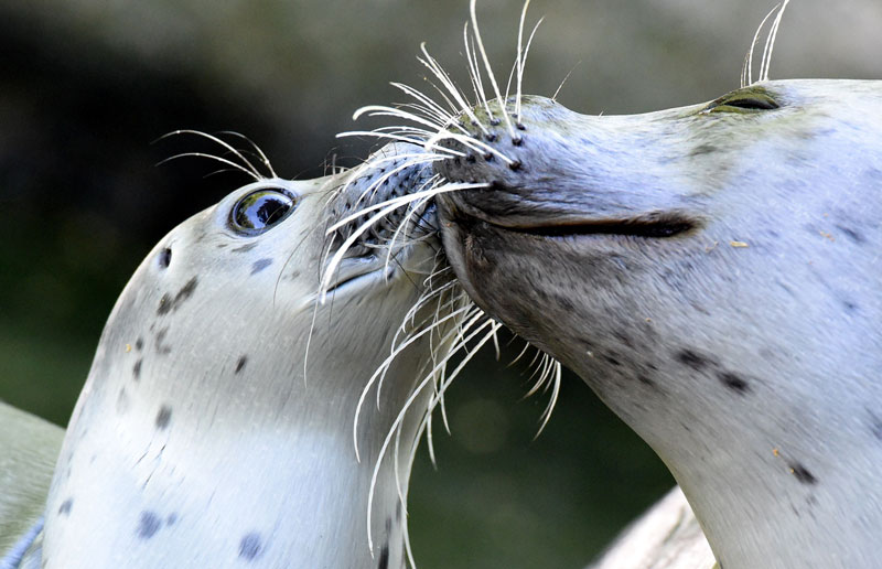 The world in photos: July 7- July 13