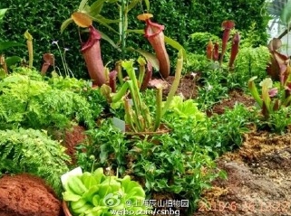 上海公园7月活动大盘点