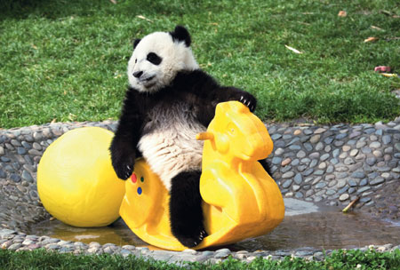 Giant panda in Chengdu