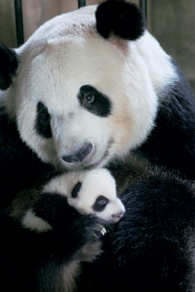 Giant panda in Chengdu