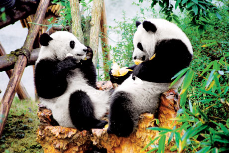 Giant panda in Chengdu