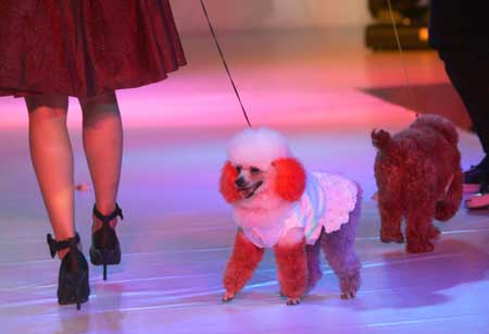 Doggy fashion show