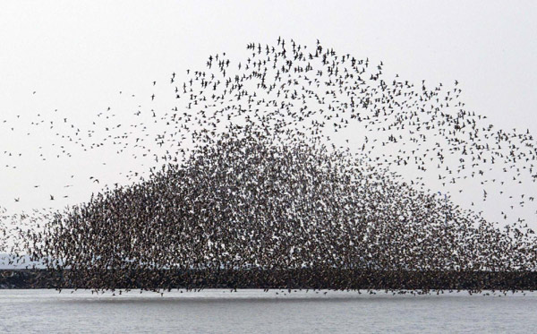 Bird lovers flock to Yalu River