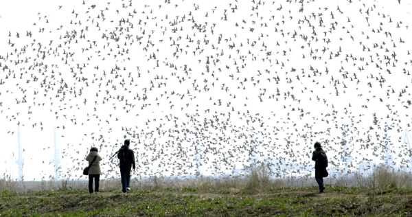 Bird lovers flock to Yalu River