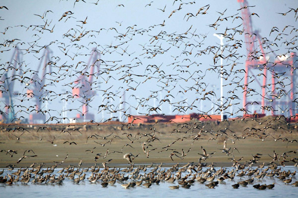 Bird lovers flock to Yalu River
