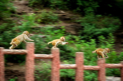 Wangwu Mountain