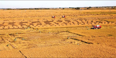A good harvest means stable prices