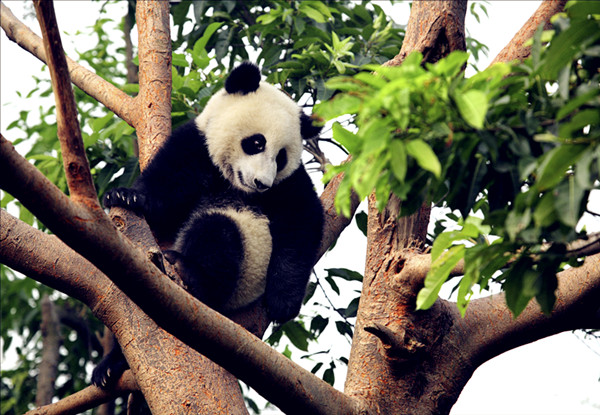 Tree-loving pandas