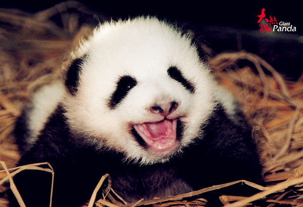 Baby pandas