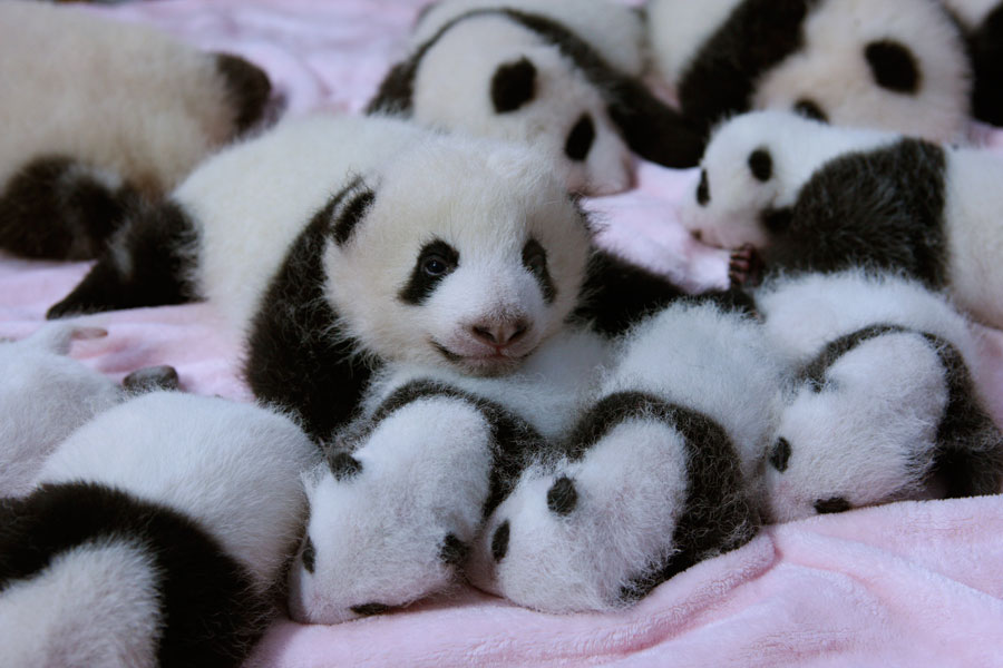 In sex Chengdu baby an Twin pandas