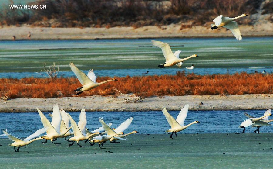 White swans seen on Ulunggur Lake, NW China