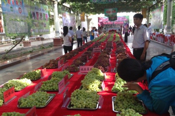 Turpan Grape Festival returns