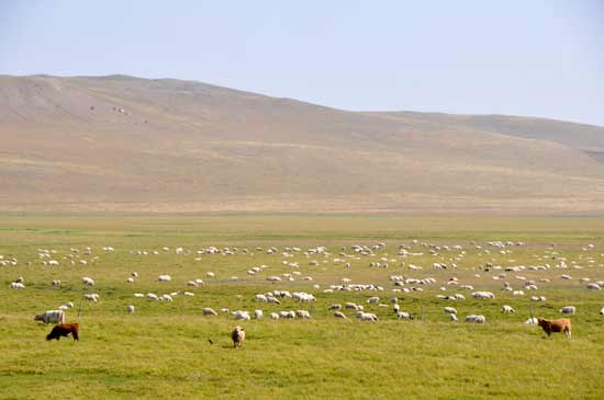 A green barrier is built among herdsmen to protect grassland ecosystem