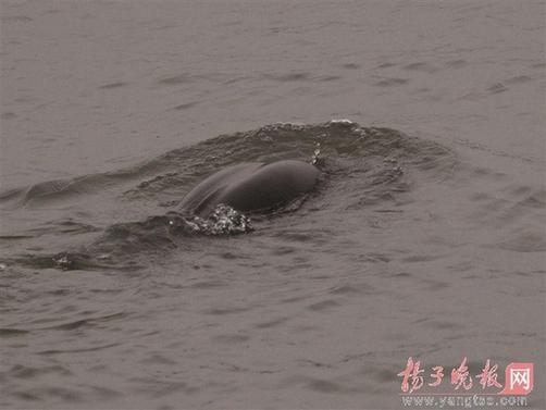 Finless porpoise show up at waters in Nanjing