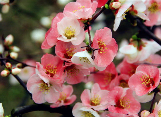 Mochou Lake: a place to watch crab-apple flowers