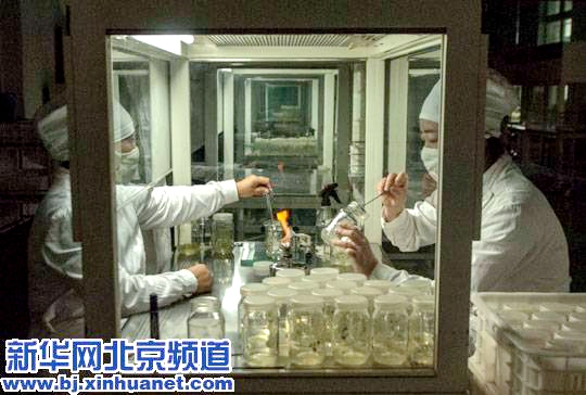 Yanqing develops into potato center of China