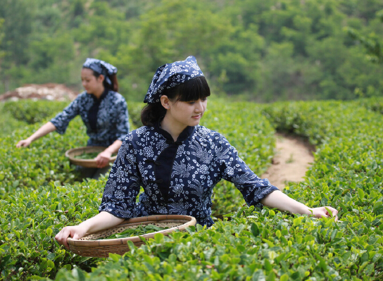 Green tea production base