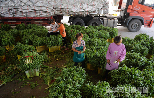 Organic vegetable export growing in NW China