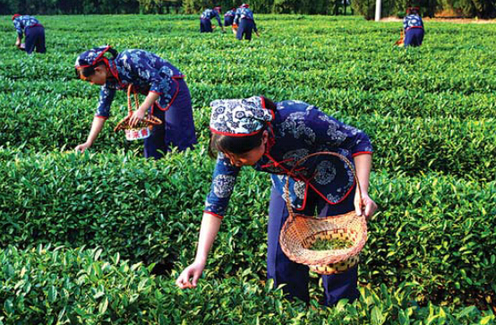A green tea production base