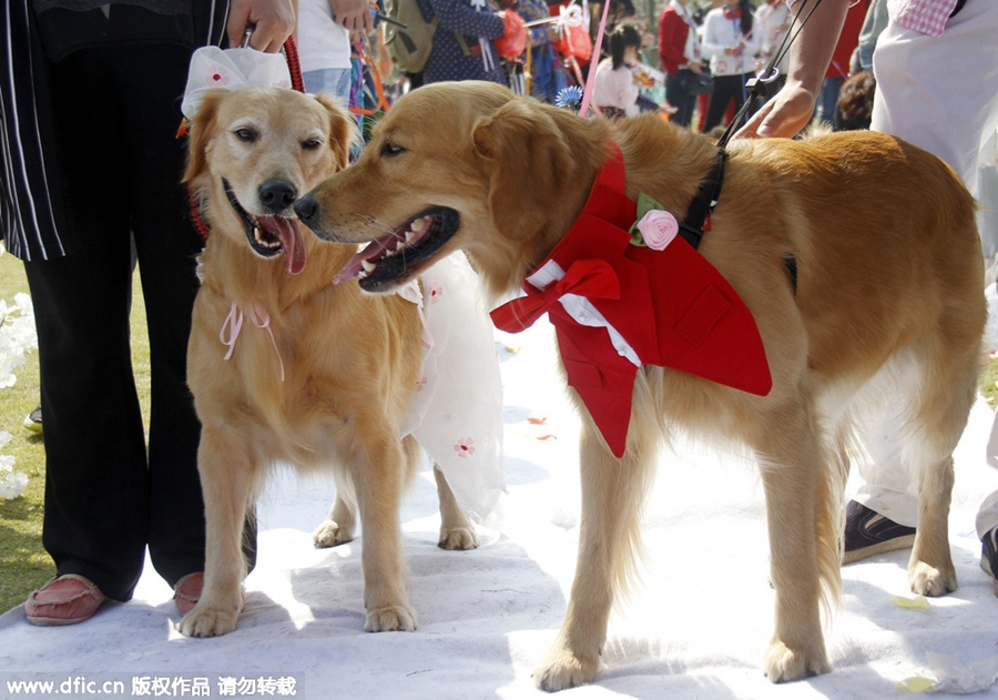 Group wedding ceremony held for dogs