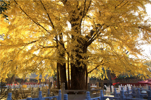 VII. Gingko leaves in temples