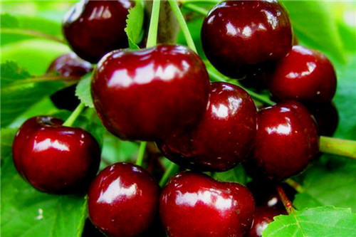 Cherry