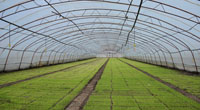 Updates of Harbin's Green Agriculture