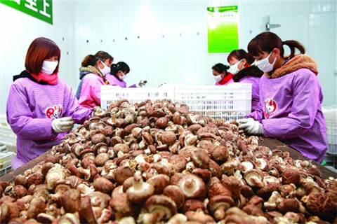 National mushroom strategy boosts agricultural development in Sanmenxia