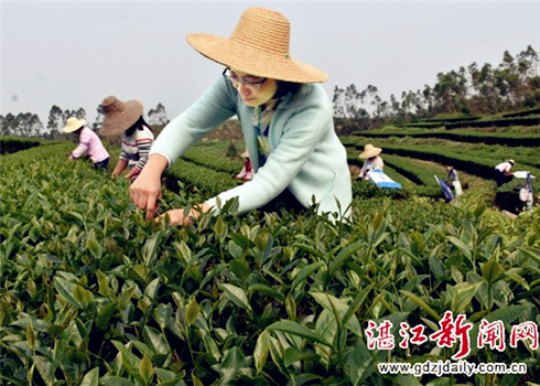 Internet Plus strategy helps Zhanjiang tea spread far and wide