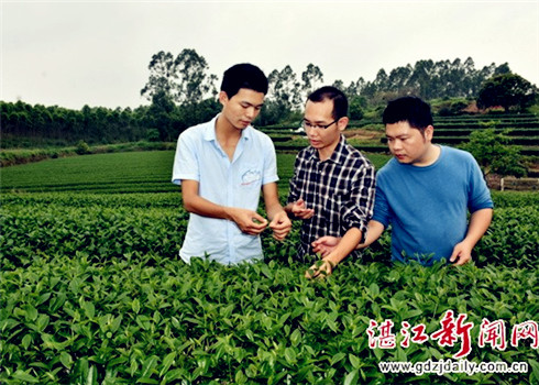 Internet Plus strategy helps Zhanjiang tea spread far and wide