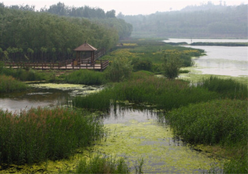 Sanmenxia's Swan Lake Wetland Park: Winter Wonderland, Spring Blossom Paradise