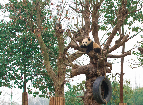 Naming contest for four panda cubs launched in Sichuan