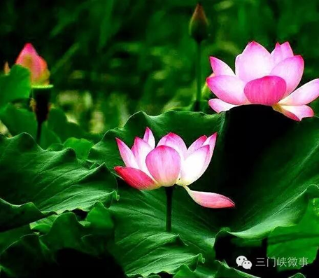 Lotus flowers in full bloom in Sanmenxia