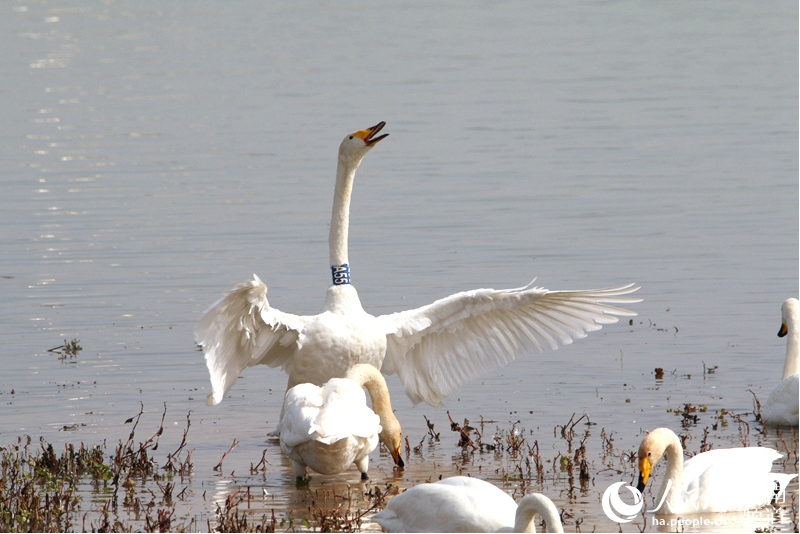 First batch of white swans arrive in Sanmenxia