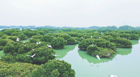 Coastal protection building 'city of mangroves'