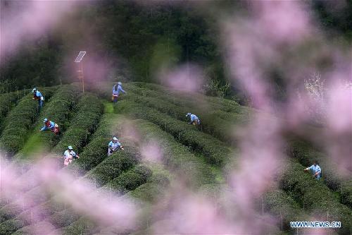 Female farmers pick up fresh tea leaves at Zhenzhulan Tea Base