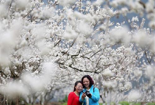 Cherry blossoms in Chongqing Municipality