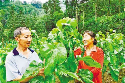 Grain for Green raises money in the mountains of Chongqing