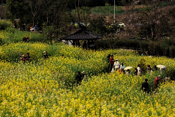 Head out to Liangjiang for memorable spring walks