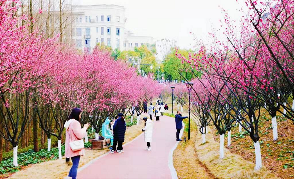 Enjoy red plum blossoms at Liangjiang park