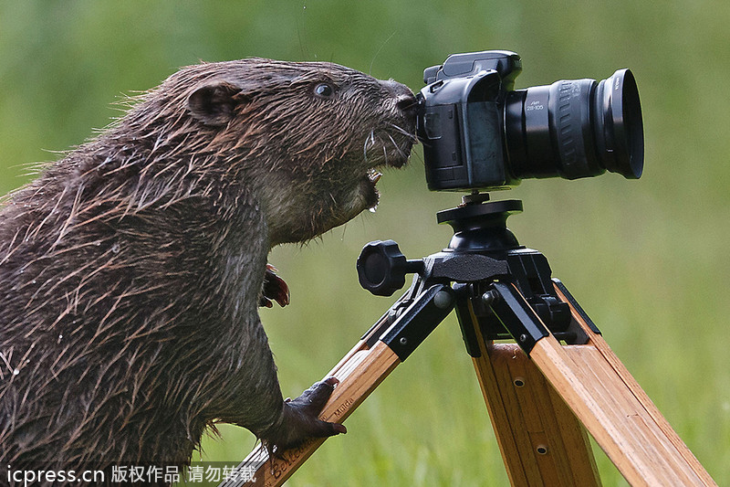 A beaver's hilarious moment