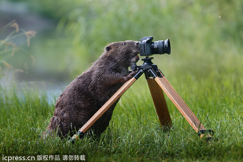A beaver's hilarious moment