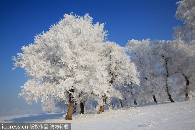 Scenery of rime in NE China