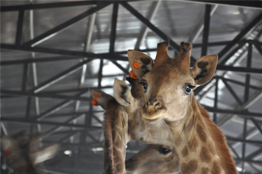 African giraffes find new home in SW China