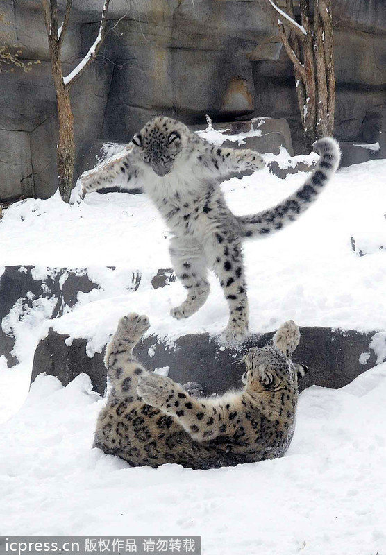 Snow leopard cubs show their muscle